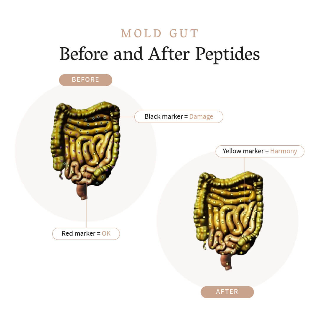 Mold Gut Before and After Peptides