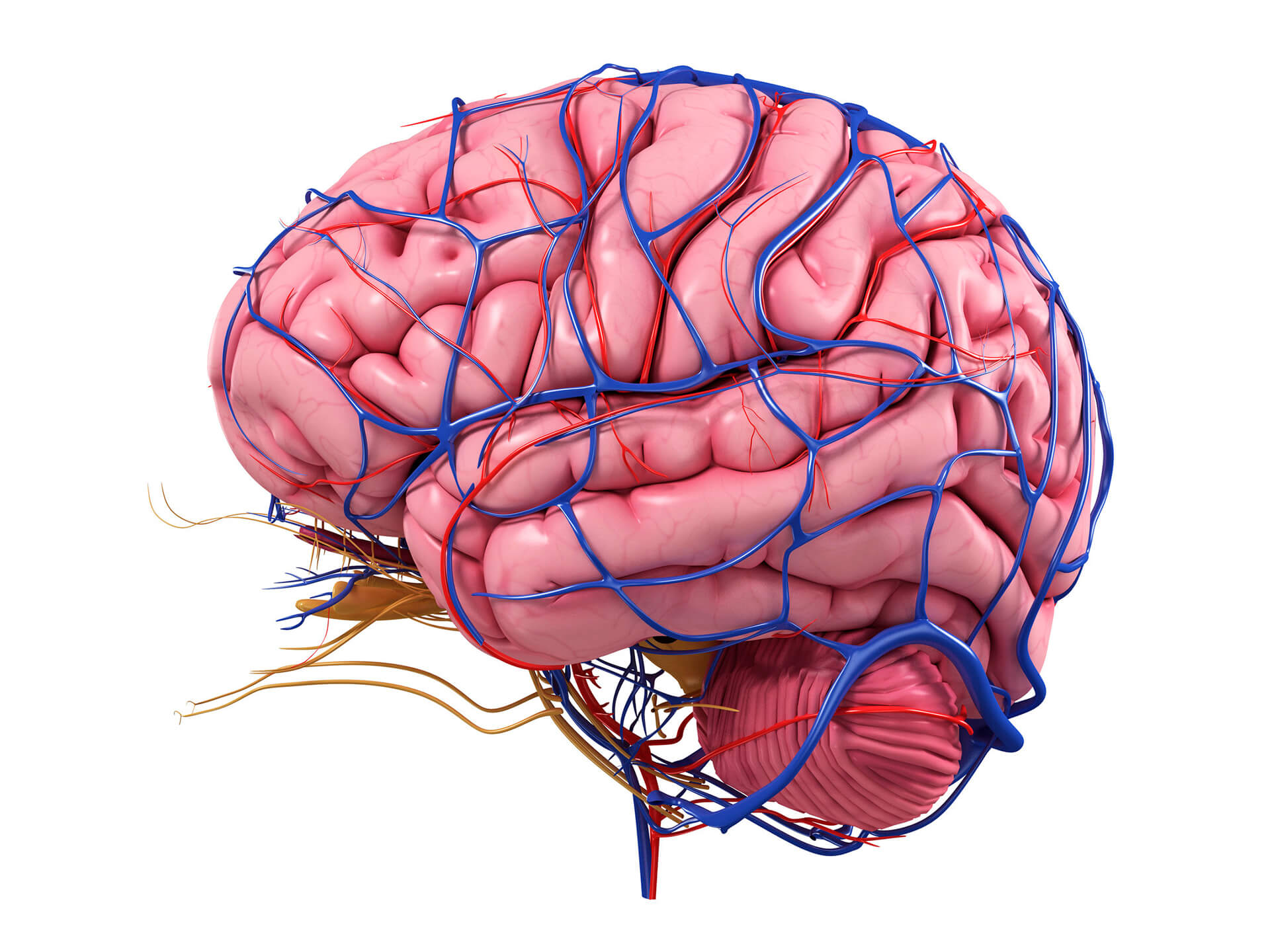 Cerebrolysin: The NūūtroSmart Solution ozone peptide therapy eb02 regenerative clinics holistic health care naturopath naturopathy medicine biohacking london